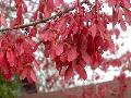 Drummond Red Maple